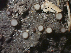 Trichophaeopsis paludosa