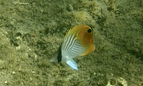 Photo of Threadfin butterflyfish (Chaetodon auriga)