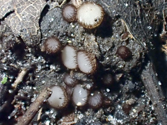 Trichophaeopsis paludosa