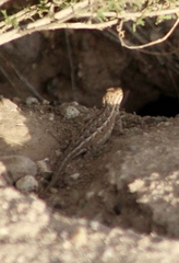 Uta stansburiana elegans