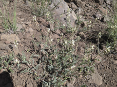 Astragalus rusbyi