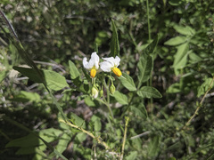 Solanum jamesii