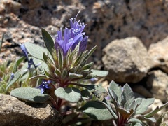 Collomia debilis