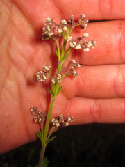 Valeriana microphylla