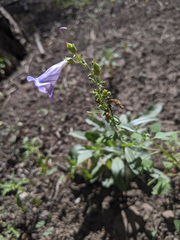 Penstemon putus