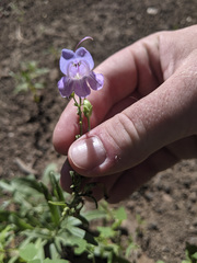 Penstemon putus