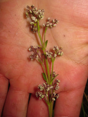 Valeriana microphylla
