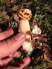 Lysurus periphragmoides