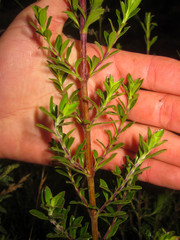 Valeriana microphylla