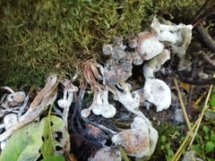 Fungi