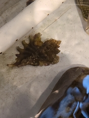 Undaria pinnatifida