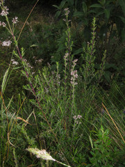 Valeriana microphylla