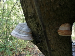 Fomes fomentarius