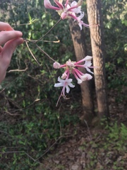 Rhododendron periclymenoides