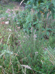 Valeriana microphylla