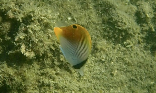 Photo of Threadfin butterflyfish (Chaetodon auriga)
