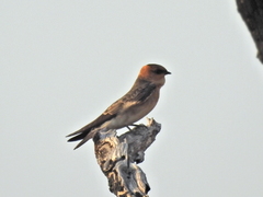Alopochelidon fucata