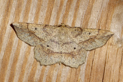 Euchlaena pectinaria