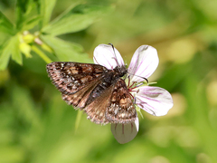 Erynnis afranius