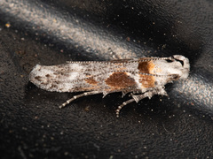 Gnorimoschema bacchariselloides