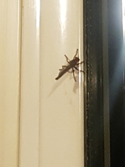 Tolmerus atricapillus
