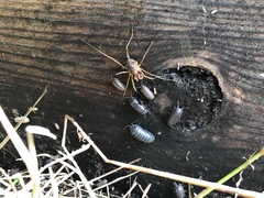 Protolophus singularis