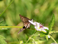 Erynnis afranius