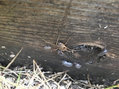 Protolophus singularis