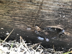 Protolophus singularis