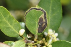 Phytomyza vomitoriae