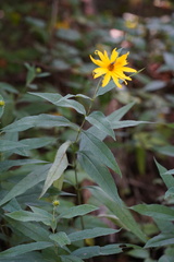Helianthus eggertii