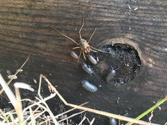 Protolophus singularis