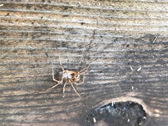 Protolophus singularis