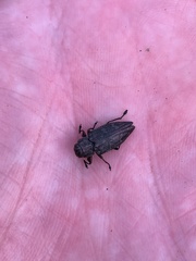 Chrysobothris femorata