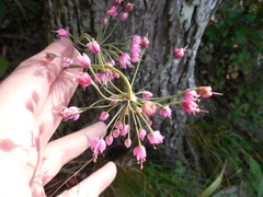 Allium allegheniense