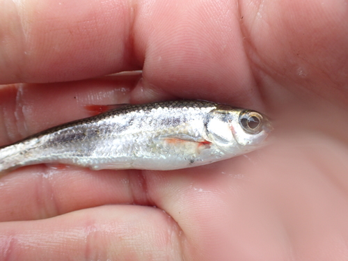 Luxilus zonatus