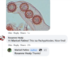Pachyphlodes