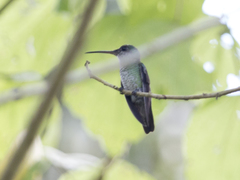 Chrysuronia oenone