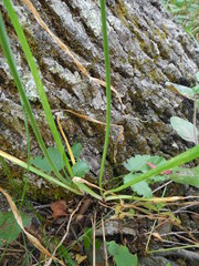 Allium allegheniense