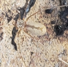 Pholcus opilionoides