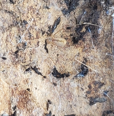 Pholcus opilionoides