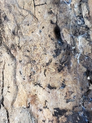 Pholcus opilionoides