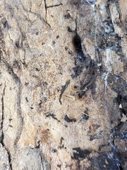 Pholcus opilionoides