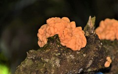 Fungi