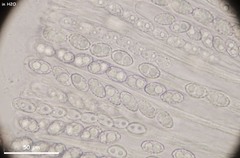 Trichophaeopsis paludosa