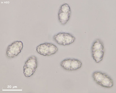 Trichophaeopsis paludosa