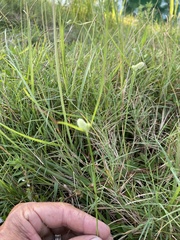 Cyperus sesquiflorus