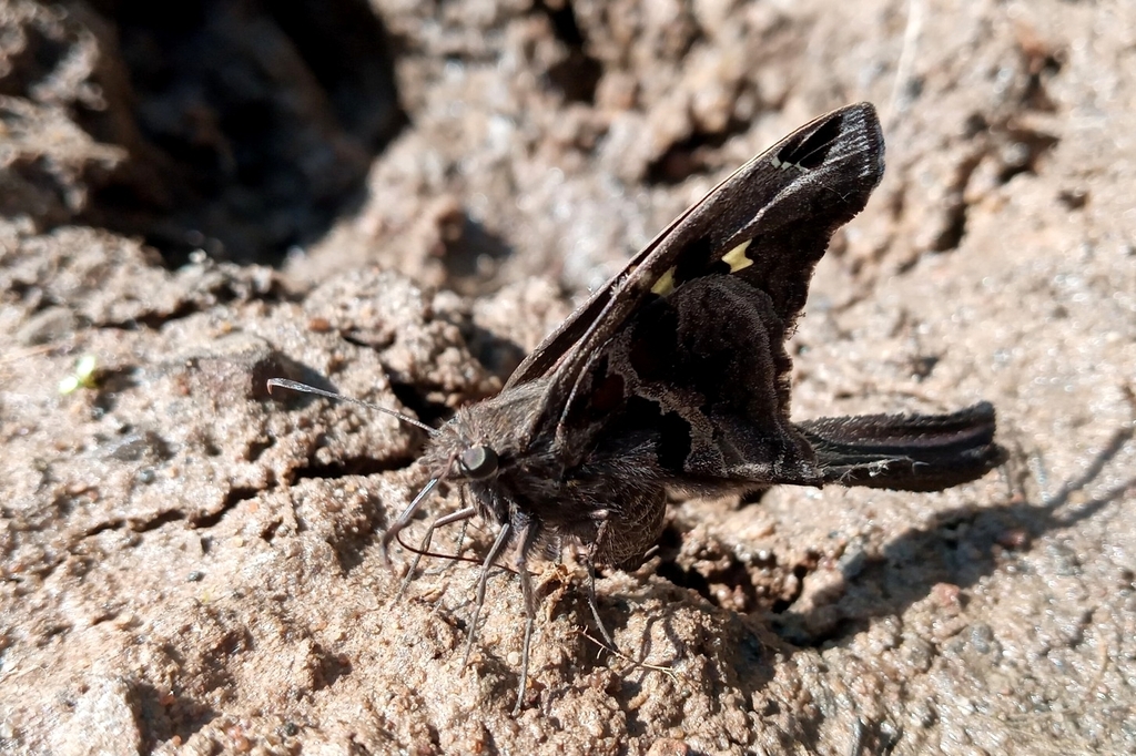 Diabinha (Borboletas de Rio Claro, SP/Butterflies of Rio Claro, SP ...