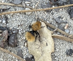 Dasymutilla coccineohirta