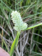 Cyperus sesquiflorus